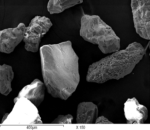 Figure 3: SEM photomicrograph of the head sample