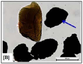 Figure 4: Photomicrograph of different gangue minerals found in the head sample [A]: Inclusions in silica grains, [B]: iron oxides, [C]: Biotite, [D, D-1, and D-2]: different forms of Rutile, [E]: Zircon, and [F]: Tourmaline